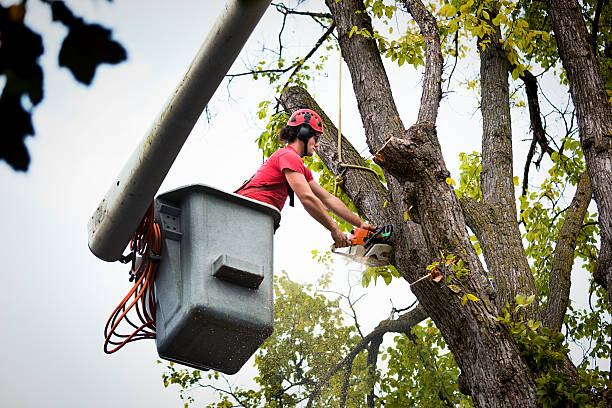 Best Tree Mulching  in Bray, OK